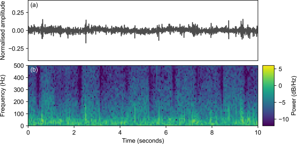 Fig 2. Laryngeal stethoscope recording (a) and corresponding spectrogram (b) for a French bulldog with no audible stertor or stridor. No abnormal sounds are clear in the spectrogram, consistent with the quiet breathing that can be heard in the recording. https://doi.org/10.1371/journal.pone.0305633.g002