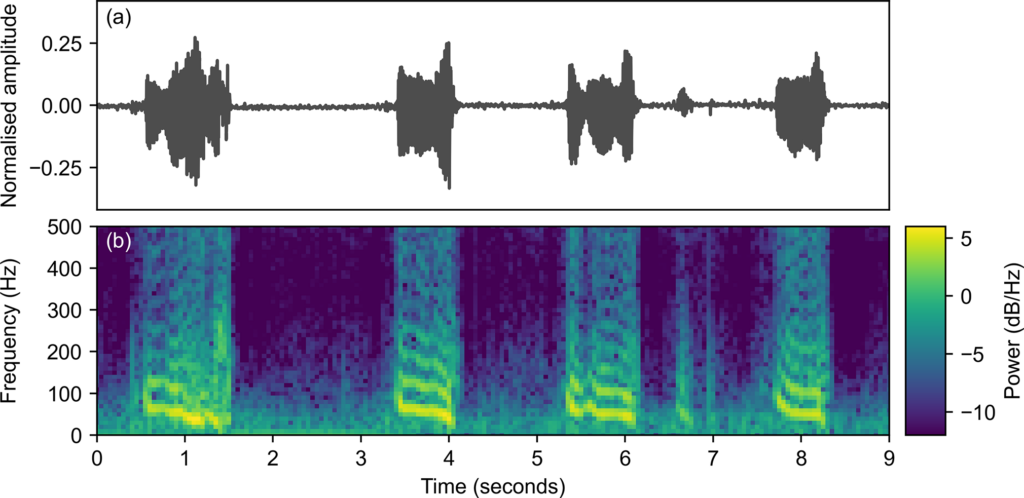 Fig 3. Laryngeal stethoscope recording (a) and corresponding spectrogram (b) for a “BOAS positive” Pug with constant moderate stertor and no stridor. Four distinct stertor sounds are present with fundamental frequencies and harmonics visible in the spectrogram. https://doi.org/10.1371/journal.pone.0305633.g003