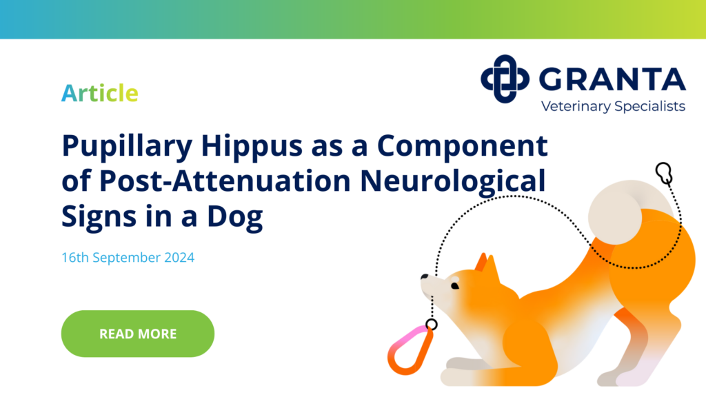 Pupillary Hippus as a Component of Post-Attenuation Neurological Signs in a Dog